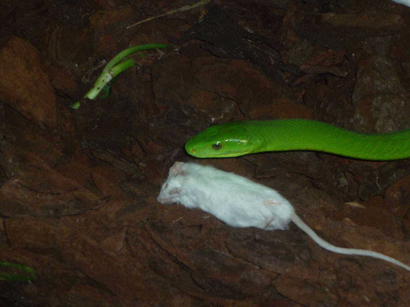 Eastern green mamba