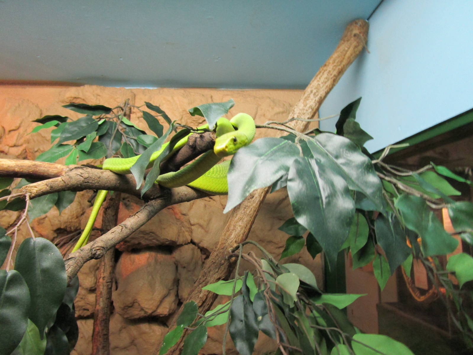 Eastern Green Mamba