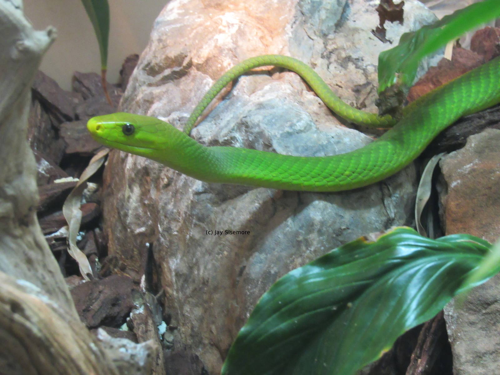 Eastern Green Mamba