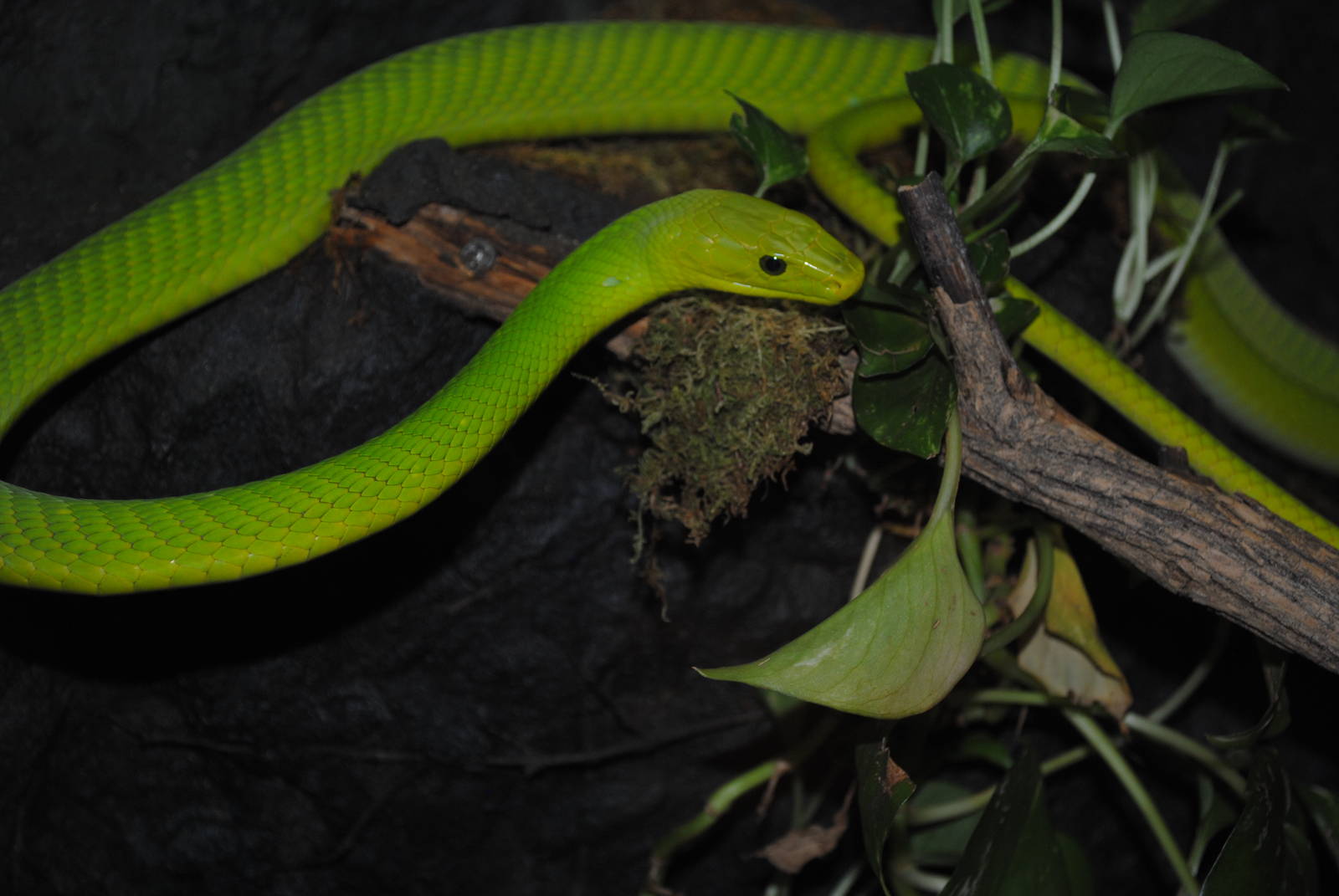 Eastern Green Mamba