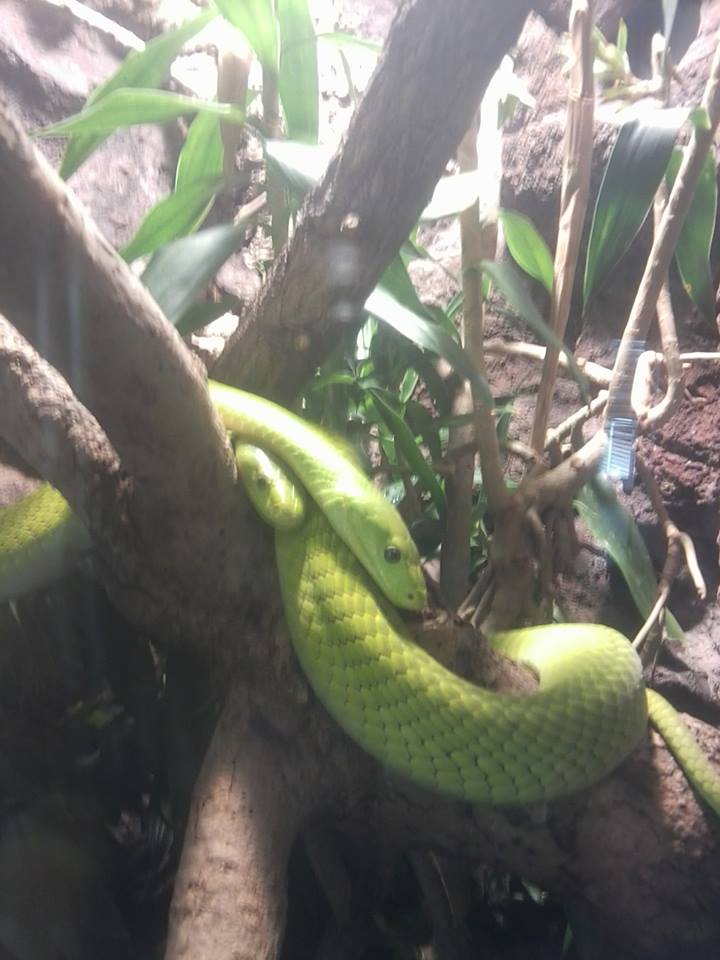 Eastern green mamba