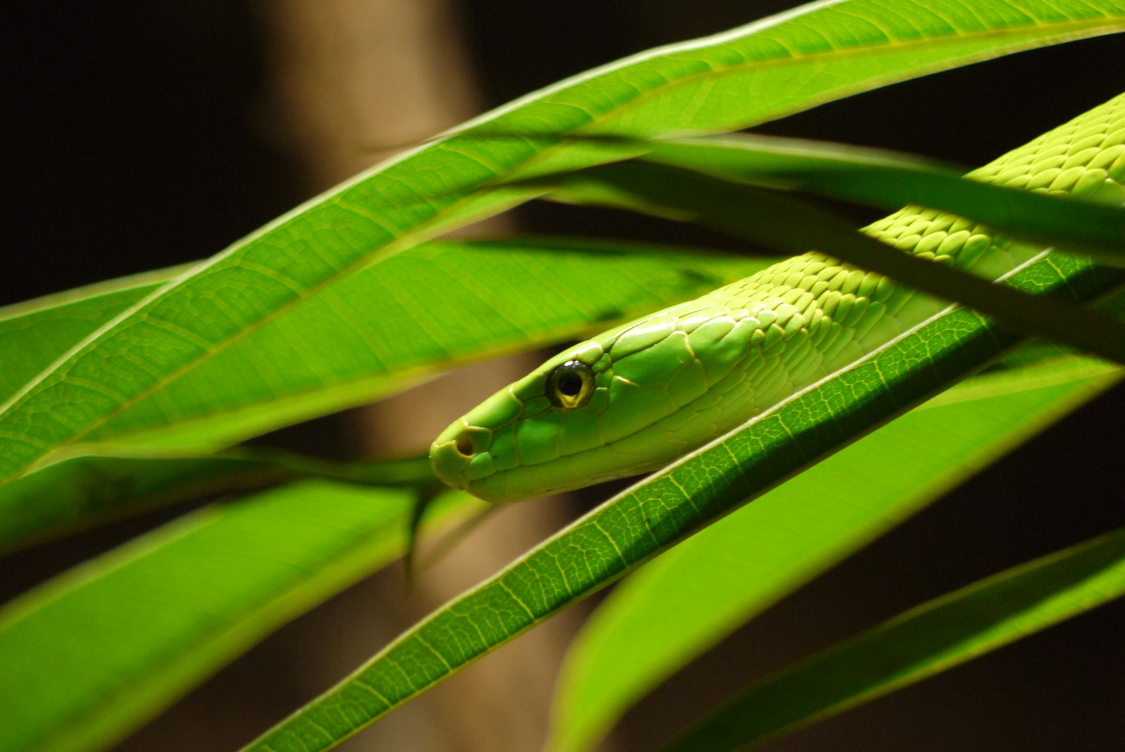 Eastern Green Mamba