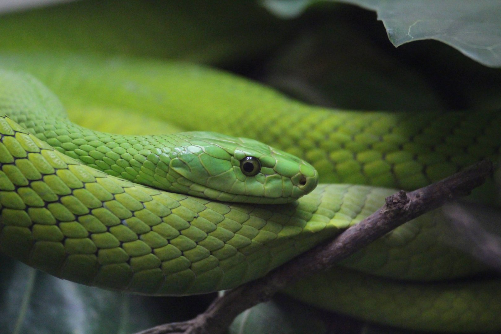Eastern Green Mamba