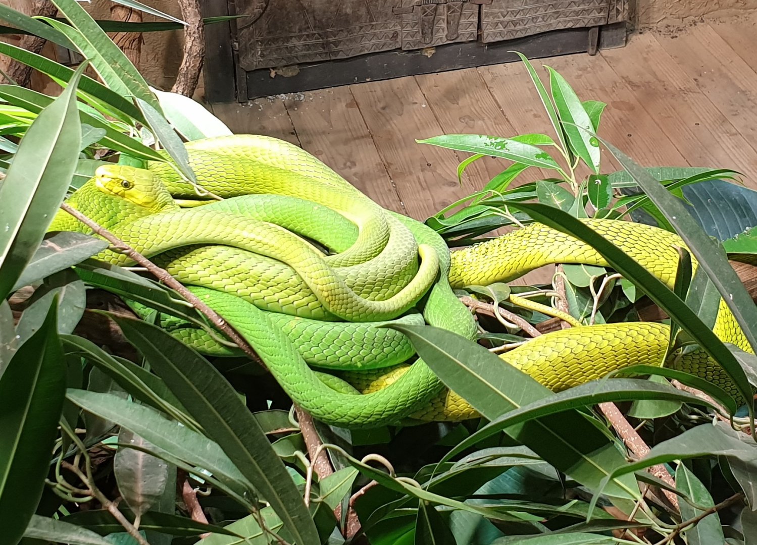Eastern green mamba