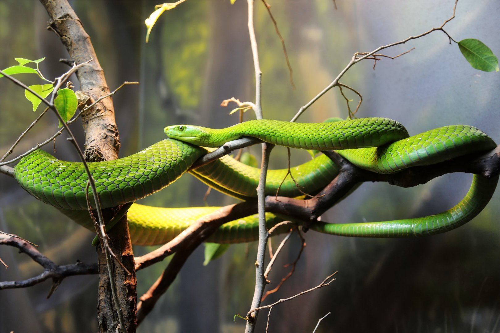 Eastern Green Mamba
