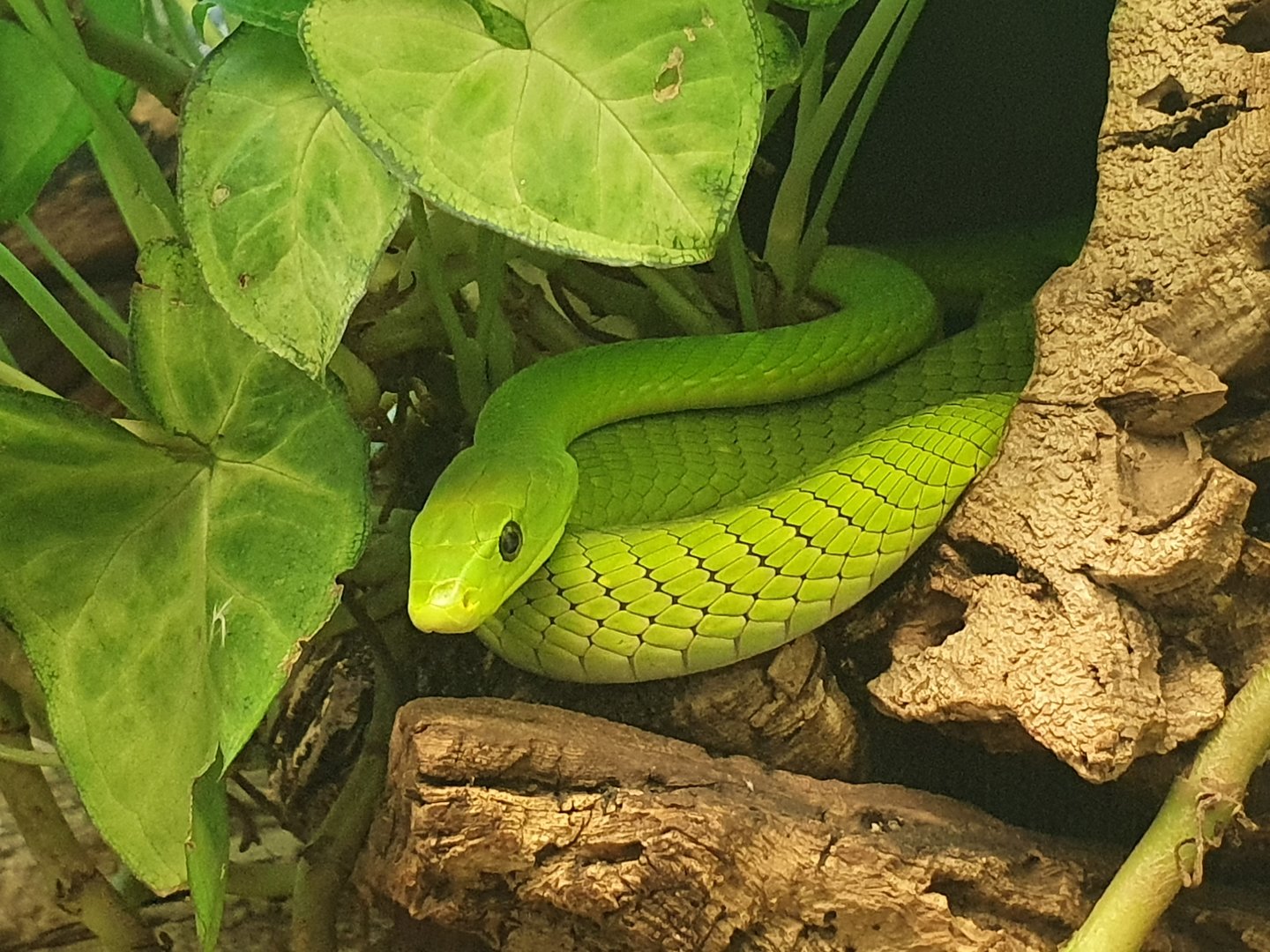 Eastern green mamba