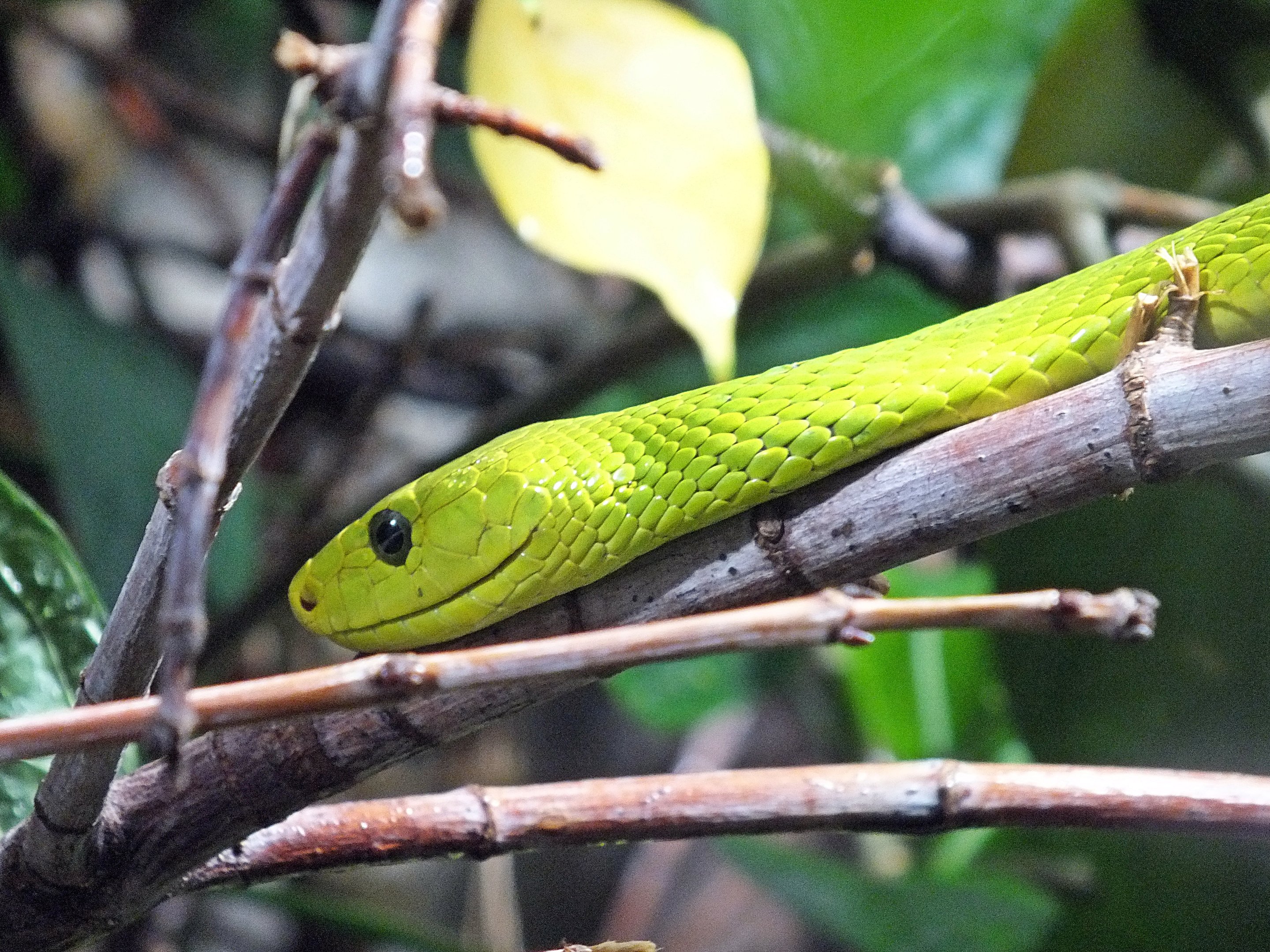 Eastern green mamba