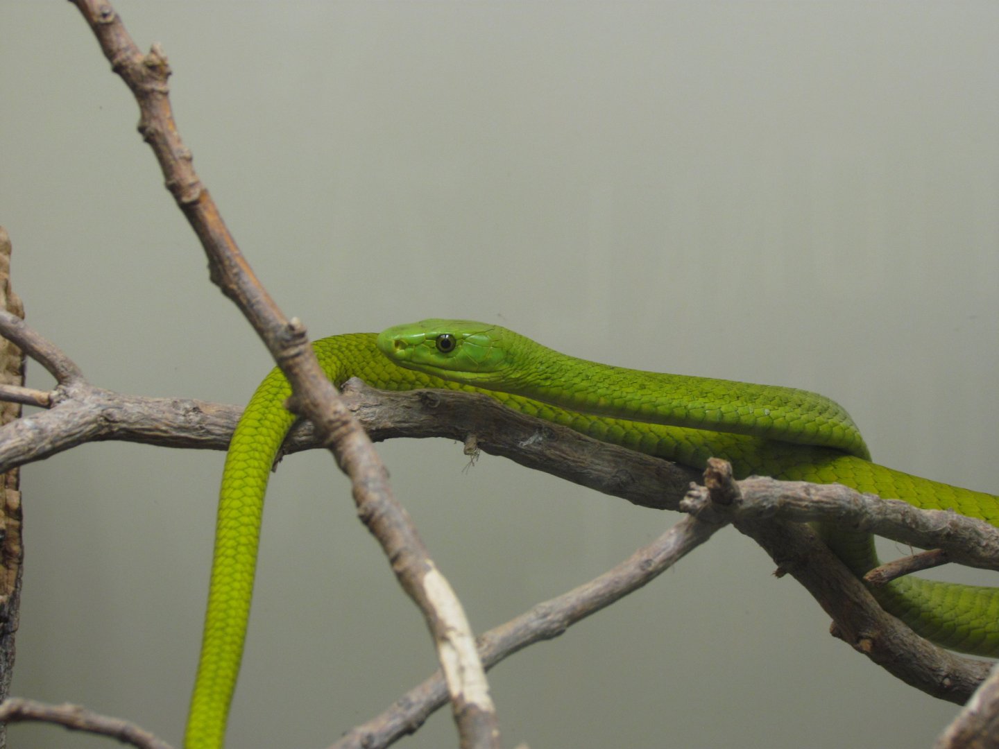 Eastern Green Mamba
