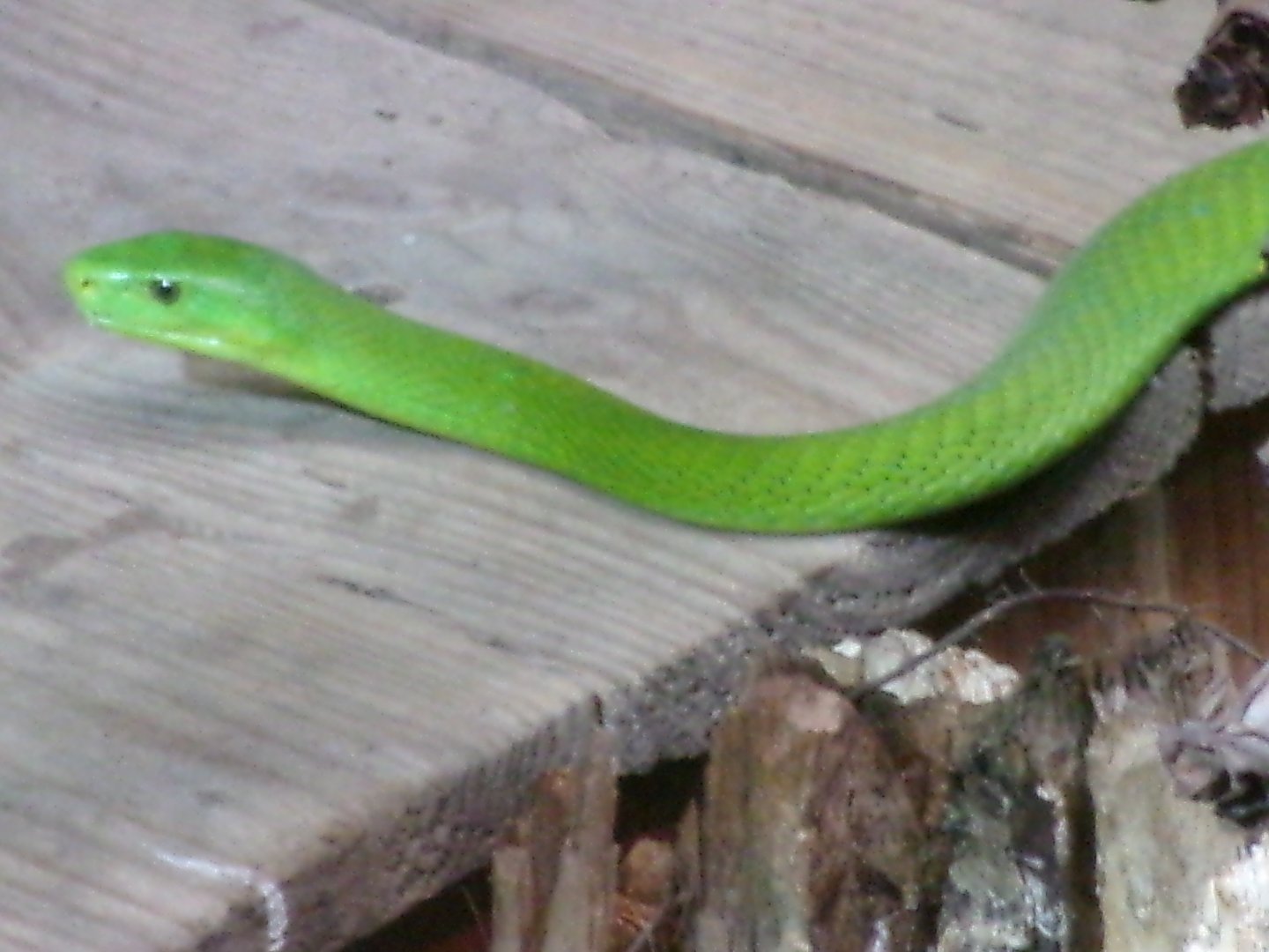 Eastern green mamba