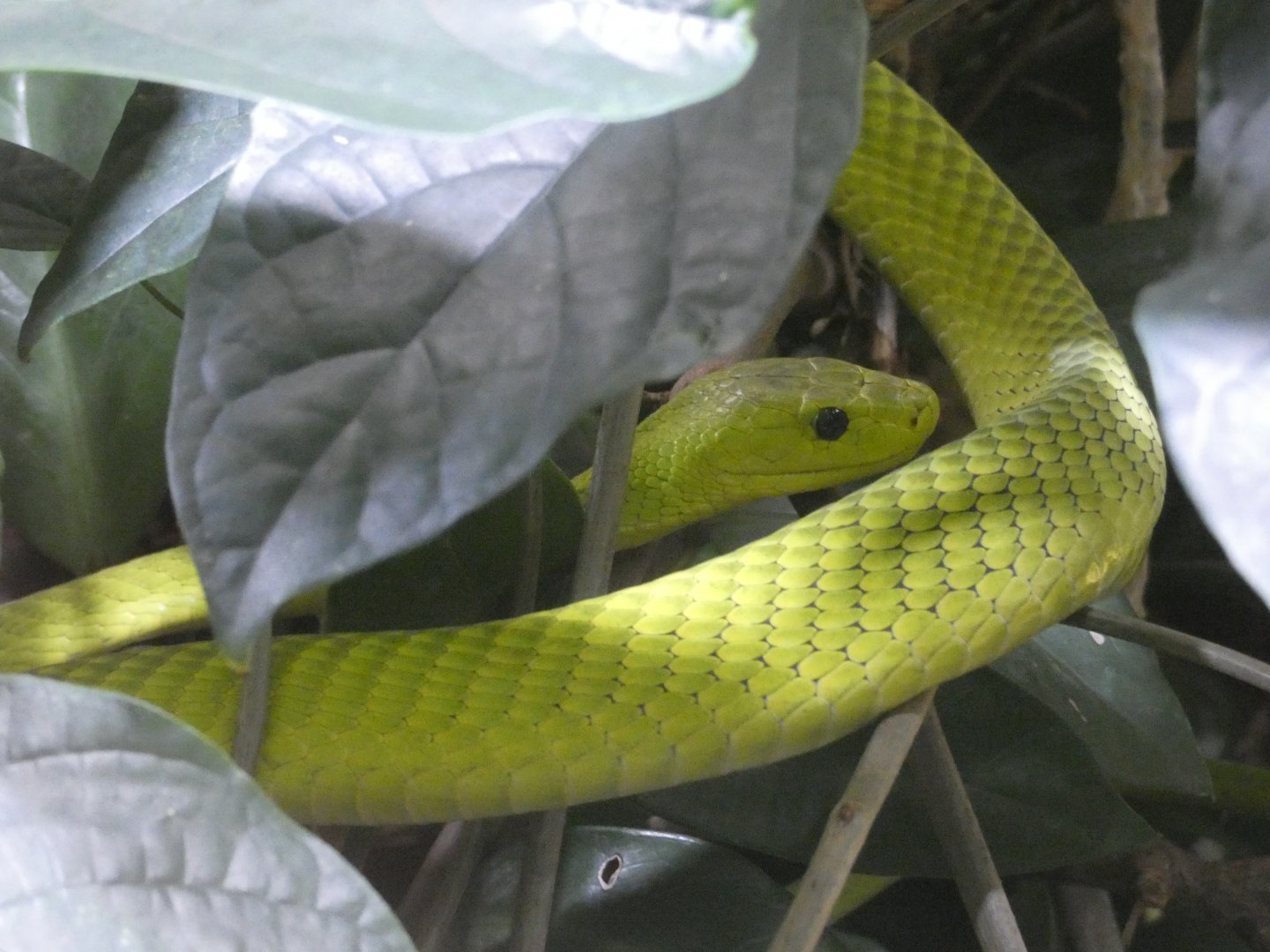Eastern green mamba