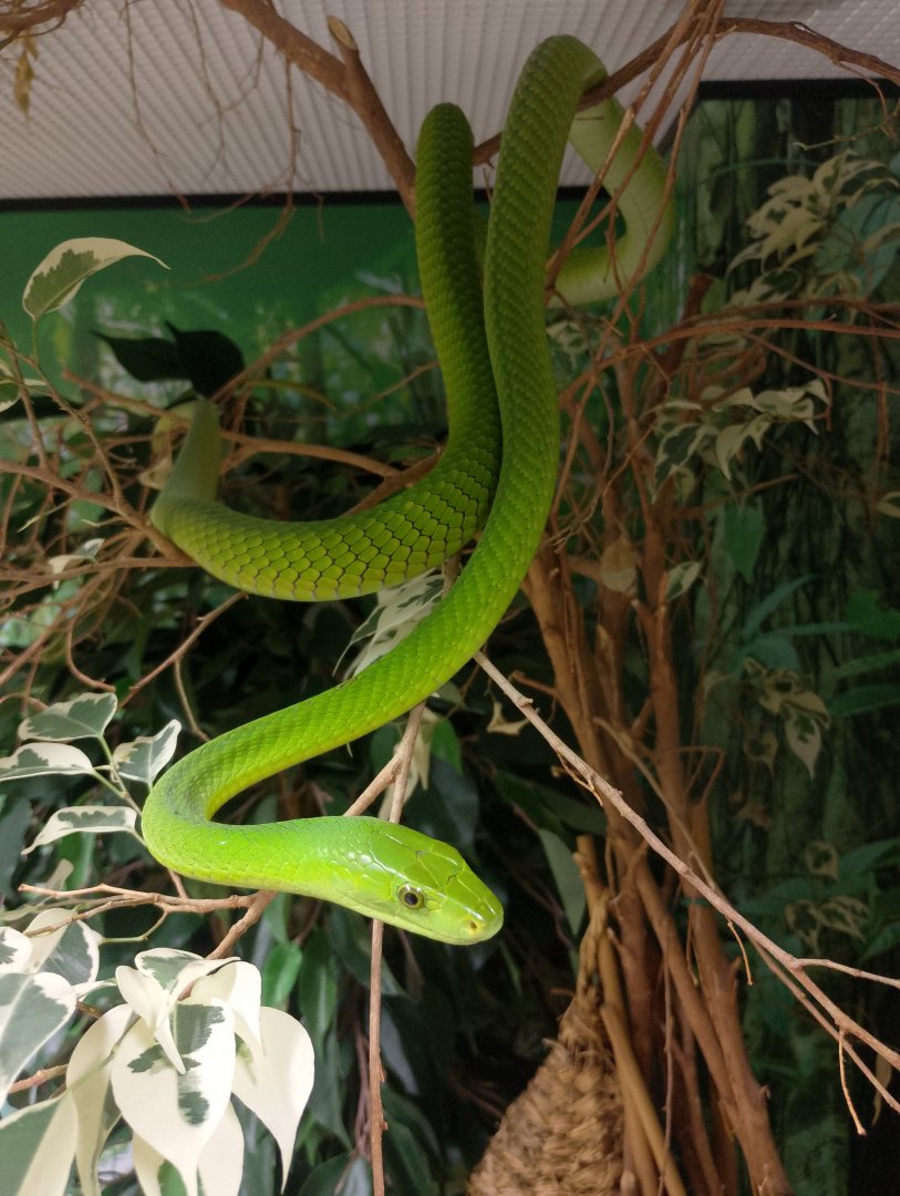 Eastern green mamba