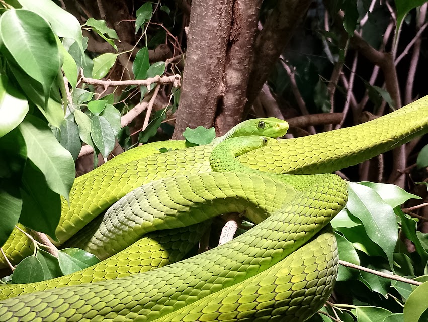 Eastern green mambas