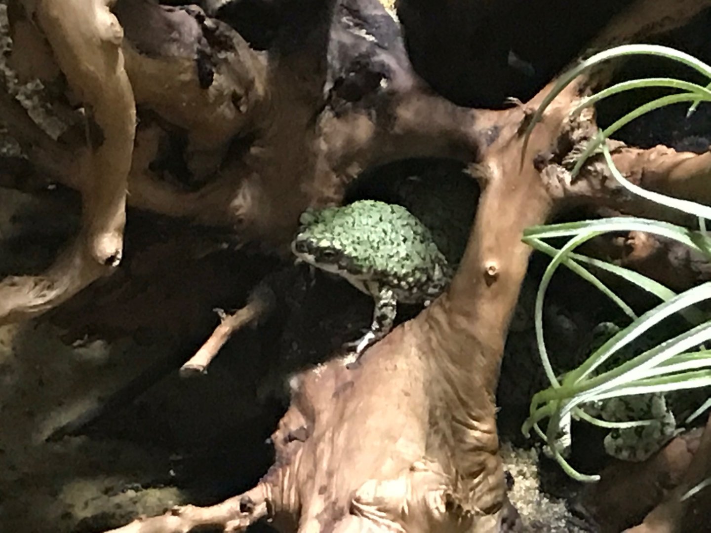 Eastern green toad 270118