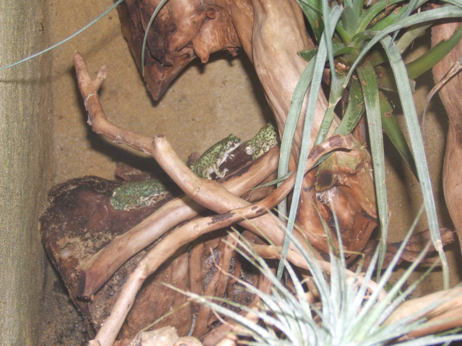 Eastern Green Toad (Bufo debilis)