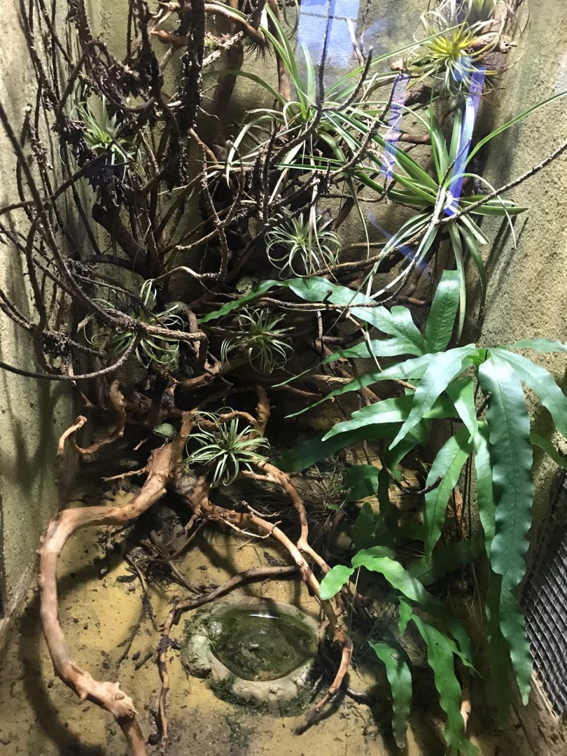 Eastern green toad exhibit 270118