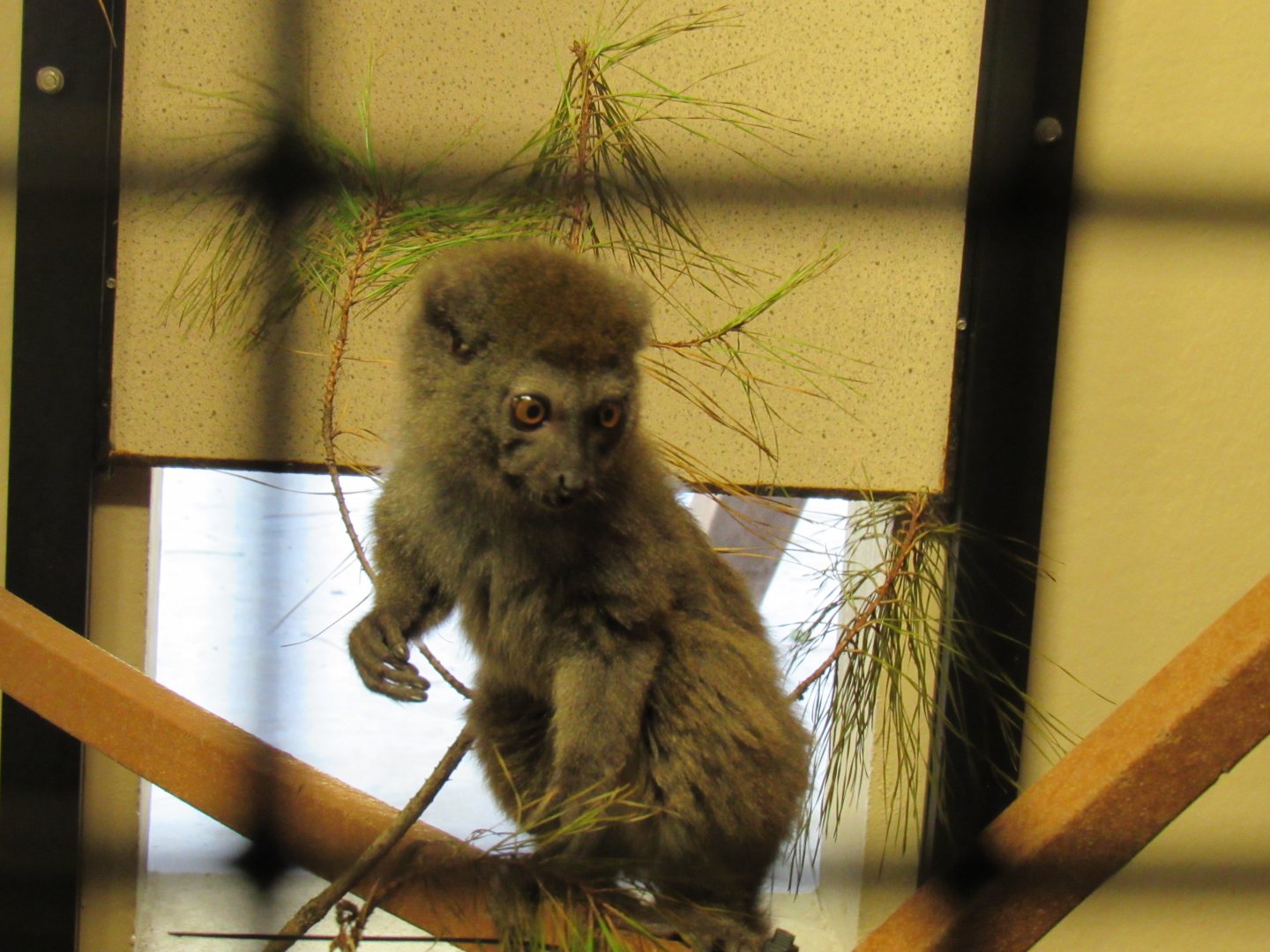 Eastern Grey Bamboo Lemur