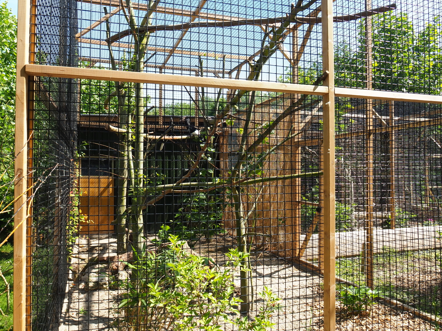 Eastern grey-cheeked hornbill aviary, 2019-06-01