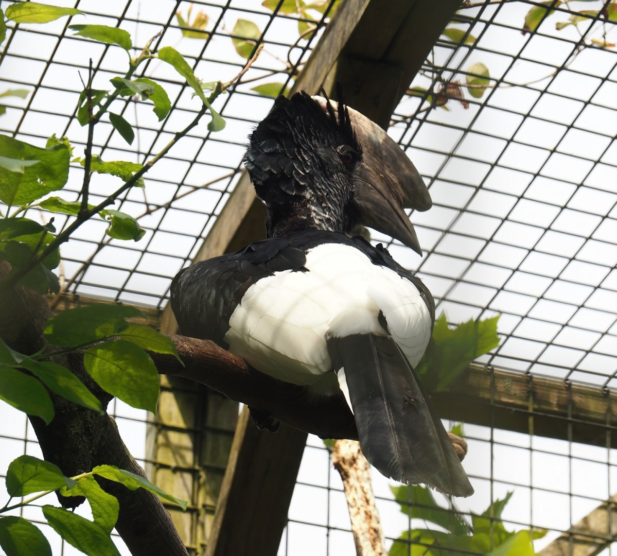 Eastern grey-cheeked hornbill (Bycanistes subcylindricus subquadratus), 2024-05-11