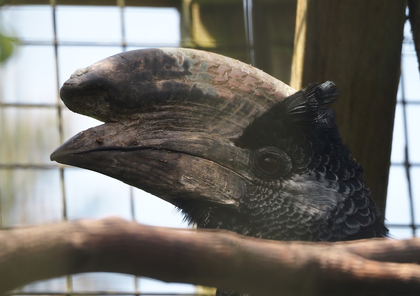 Eastern grey-cheeked hornbill (Bycanistes subcylindricus subquadratus), 2024-05-11