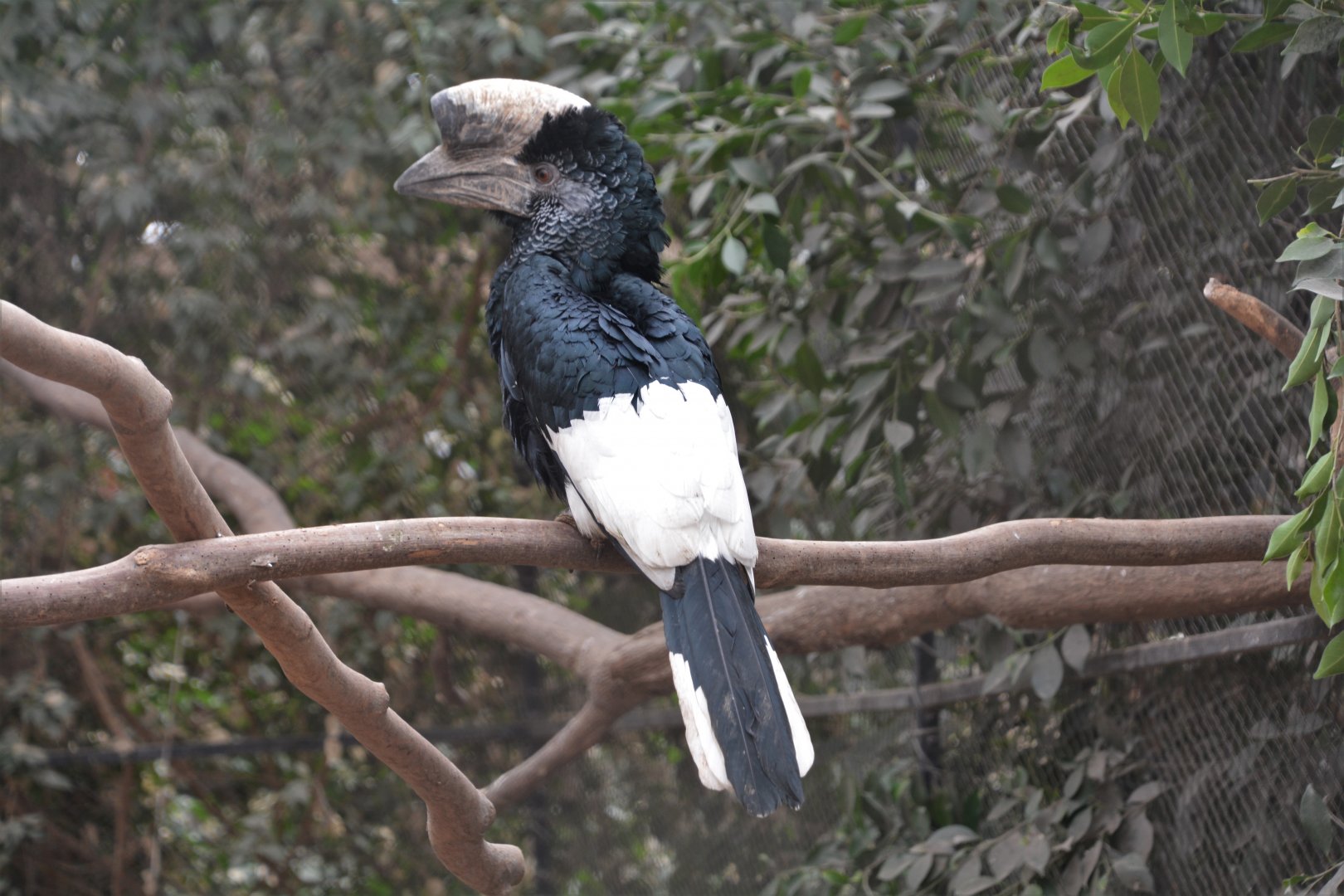 Eastern grey-cheeked hornbill (Bycanistes subcylindricus subquadratus)