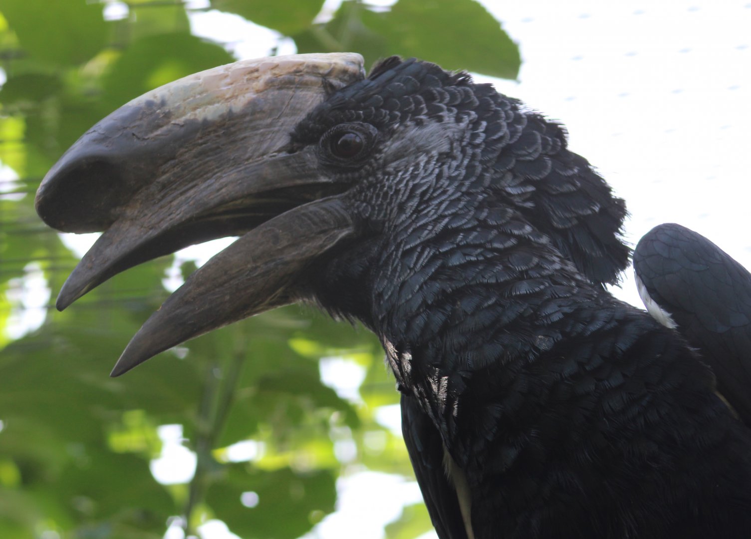 Eastern grey-cheeked hornbill - Bycanistes subcylindricus subquadratus