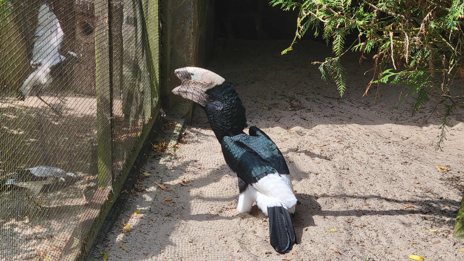 Eastern grey-cheeked hornbill (Bycanistes subcylindricus subquadratus)