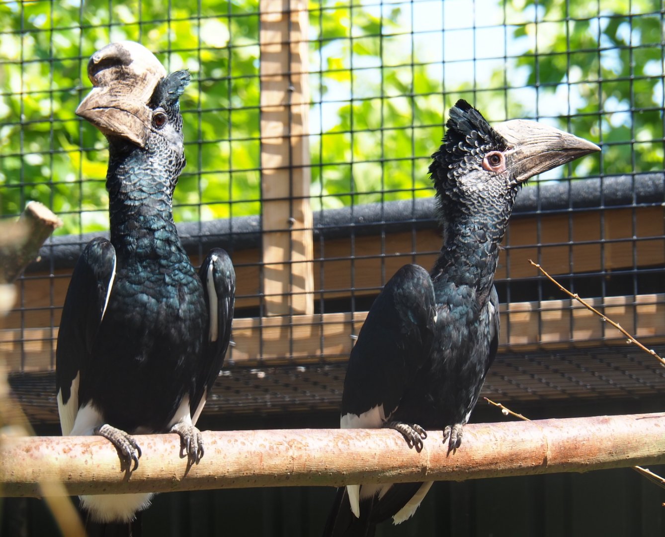 Eastern grey-cheeked hornbill pair (Bycanistes subcylindricus subquadratus), 2019-06-01