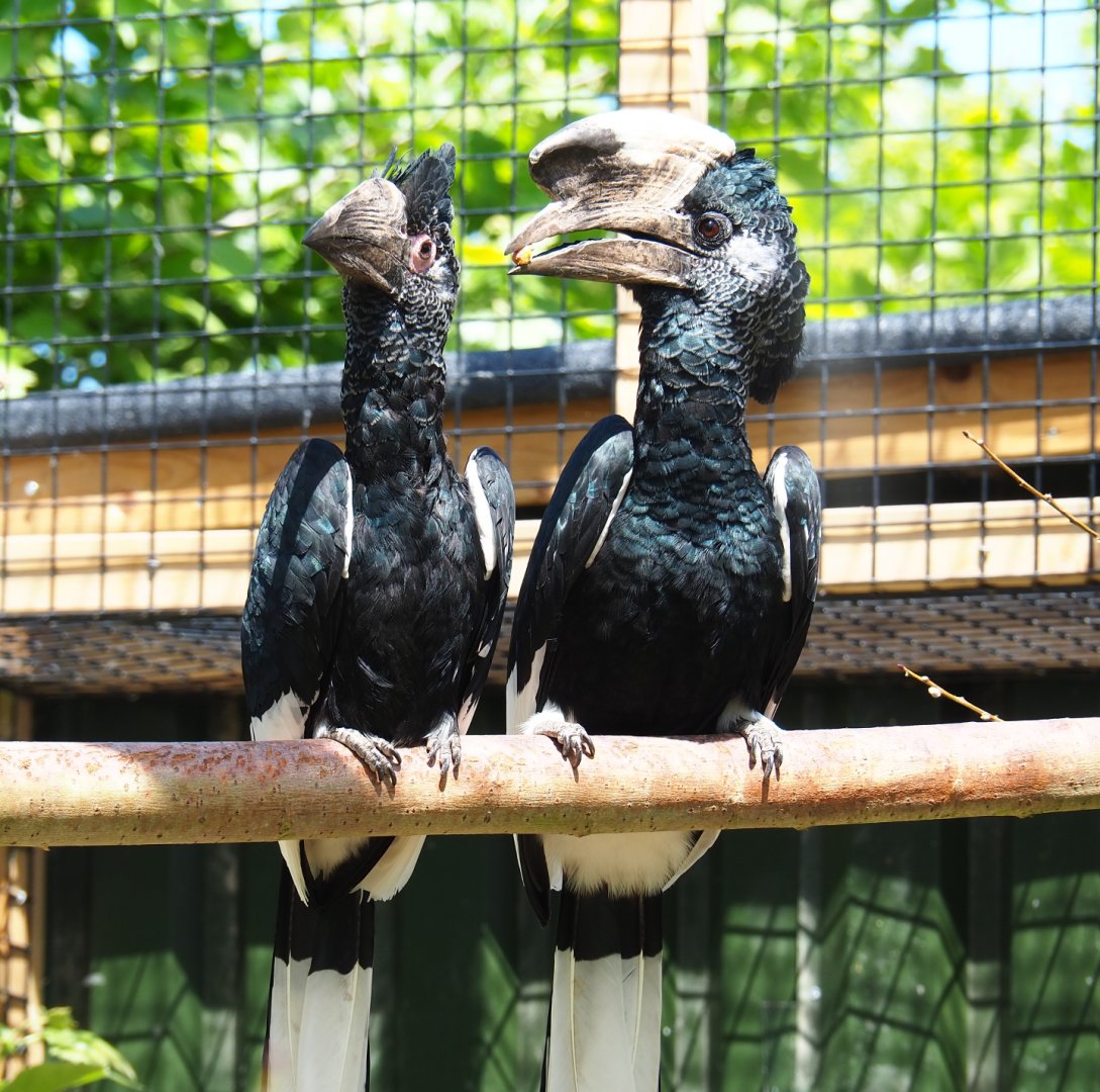 Eastern grey-cheeked hornbill pair (Bycanistes subcylindricus subquadratus), 2019-06-01
