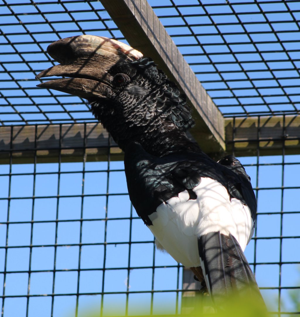 Eastern grey-cheeked hornbill