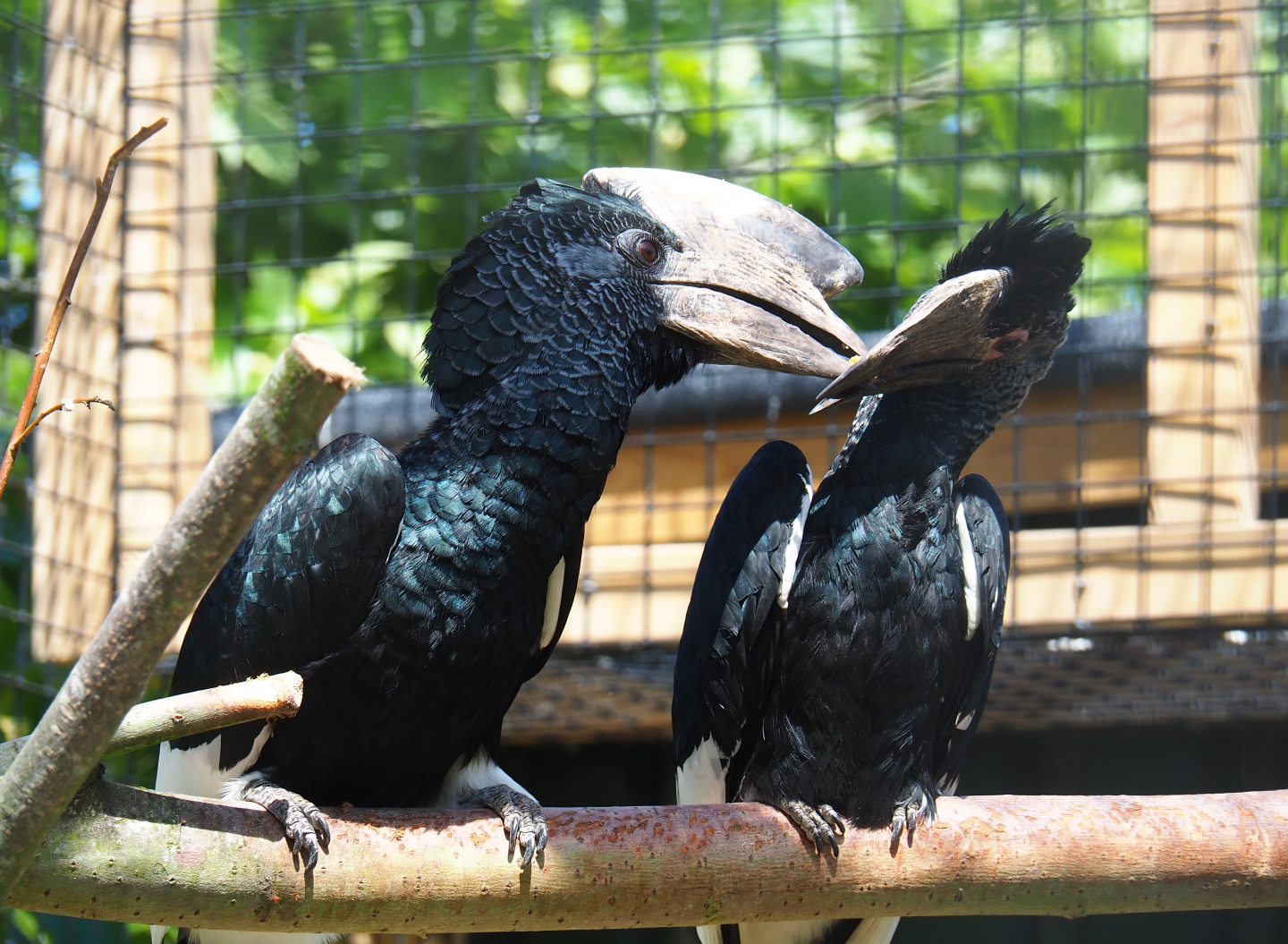 Eastern grey-cheeked hornbills (Bycanistes subcylindricus subquadratus) - Male feeding female, 2019-06-01