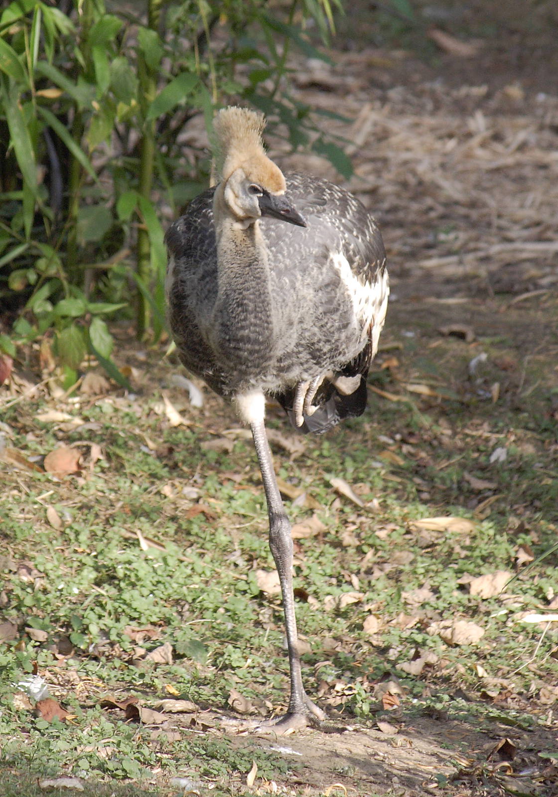 Eastern grey crowned crane, 01/10/2011