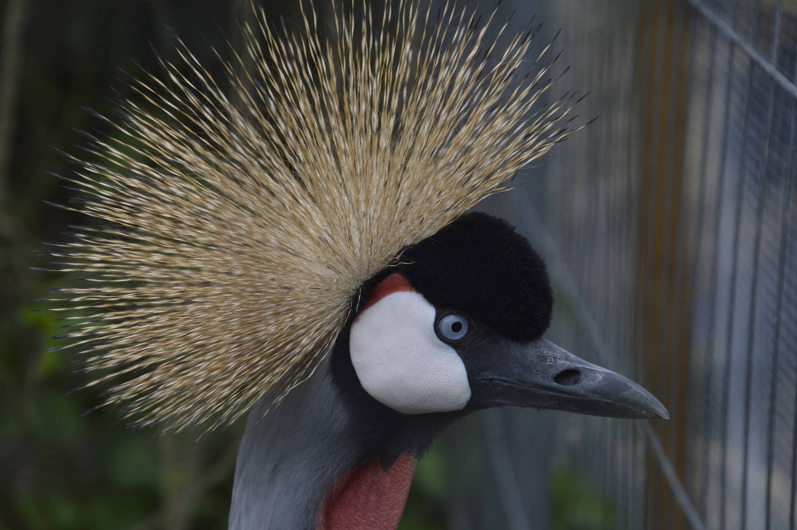 Eastern Grey-crowned Crane 010516
