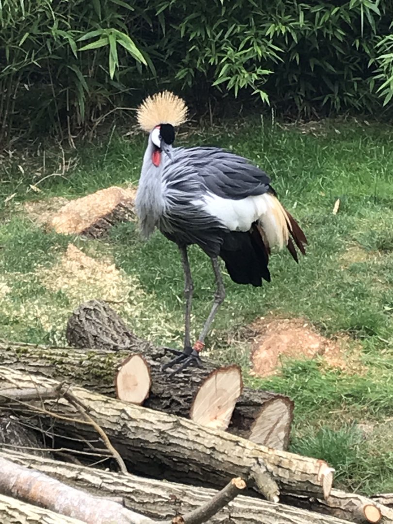 Eastern grey crowned-crane 050819