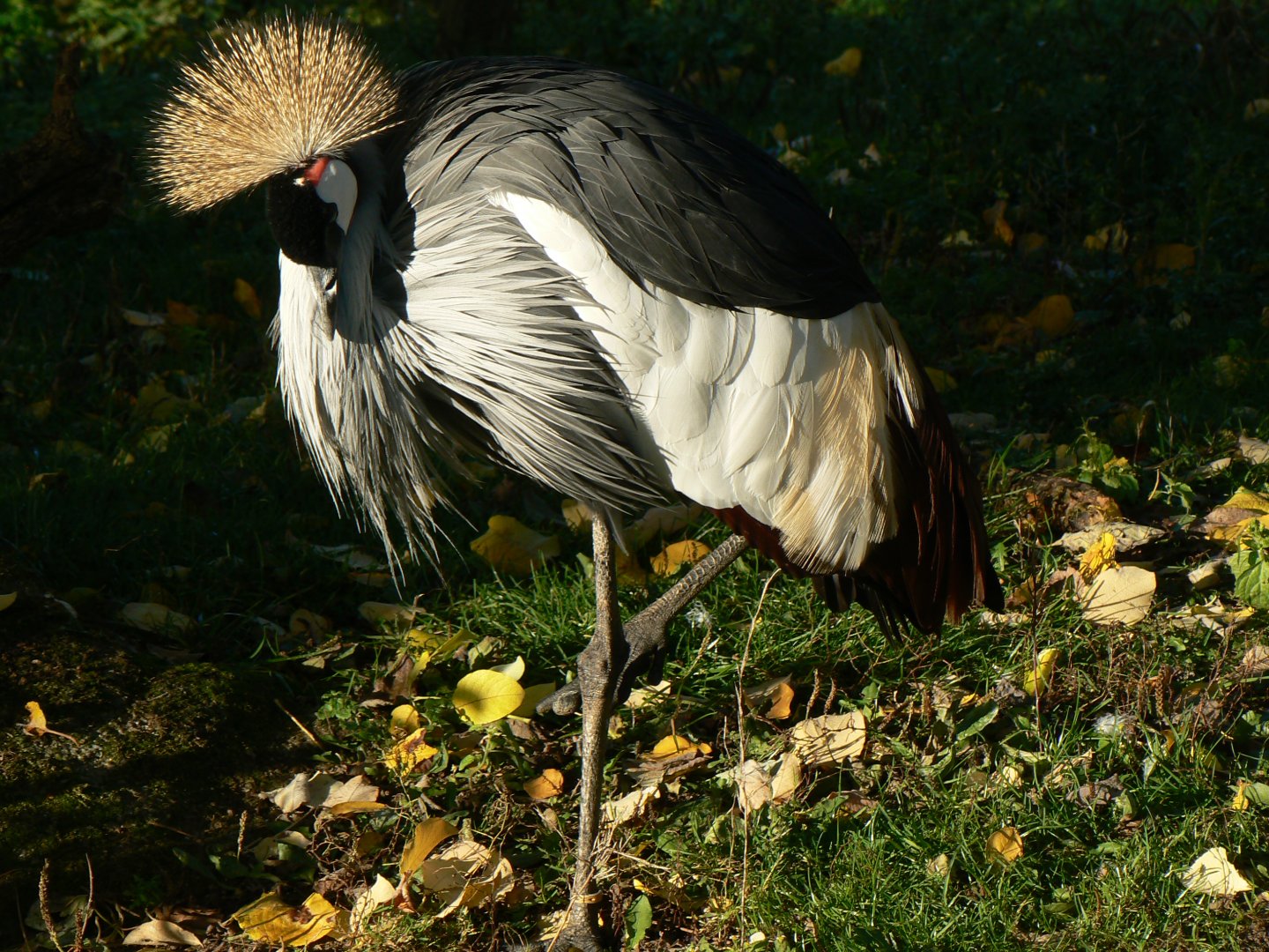 Eastern Grey Crowned Crane - 13 November 2018