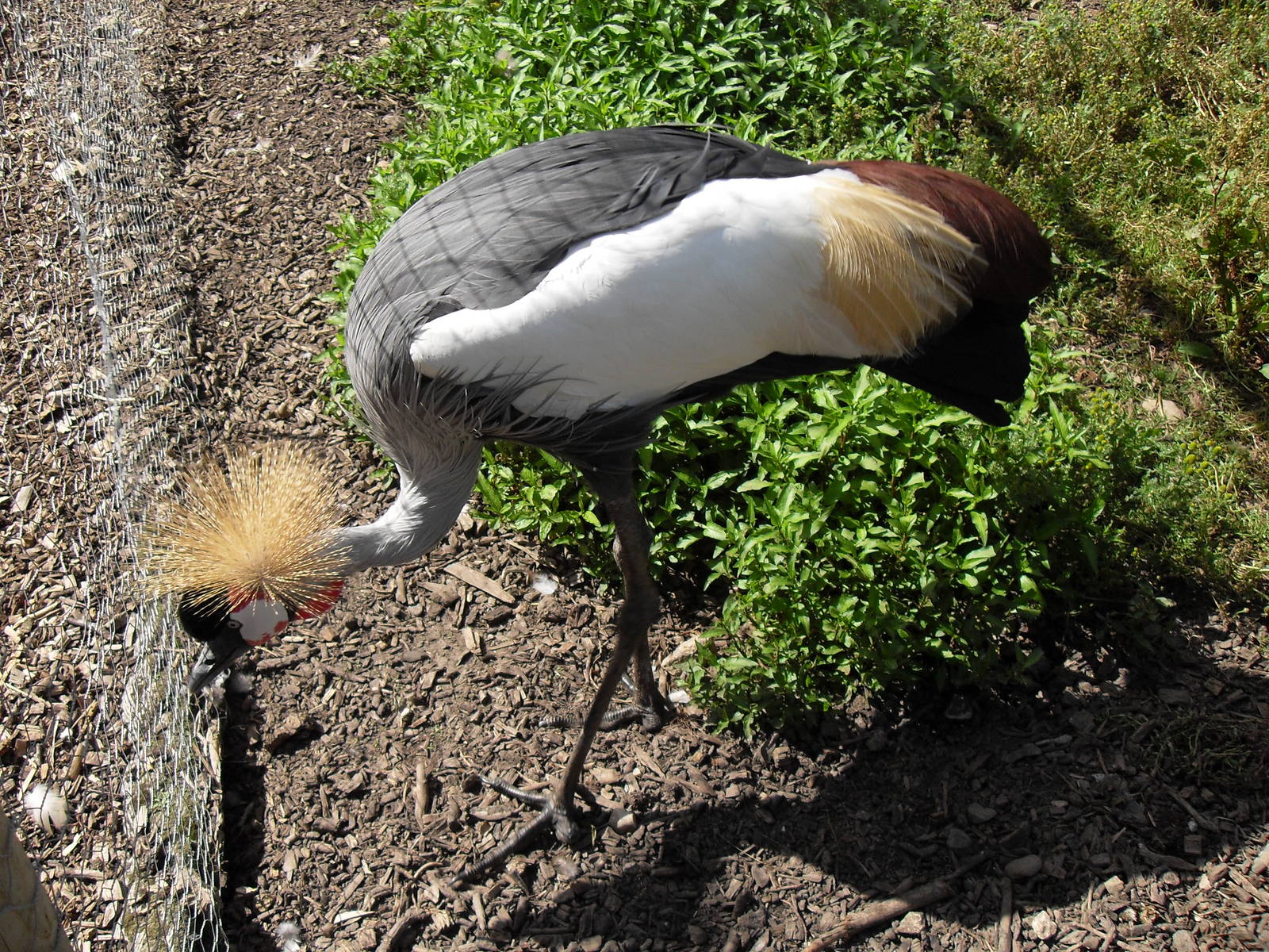 eastern grey crowned crane 2 07/10