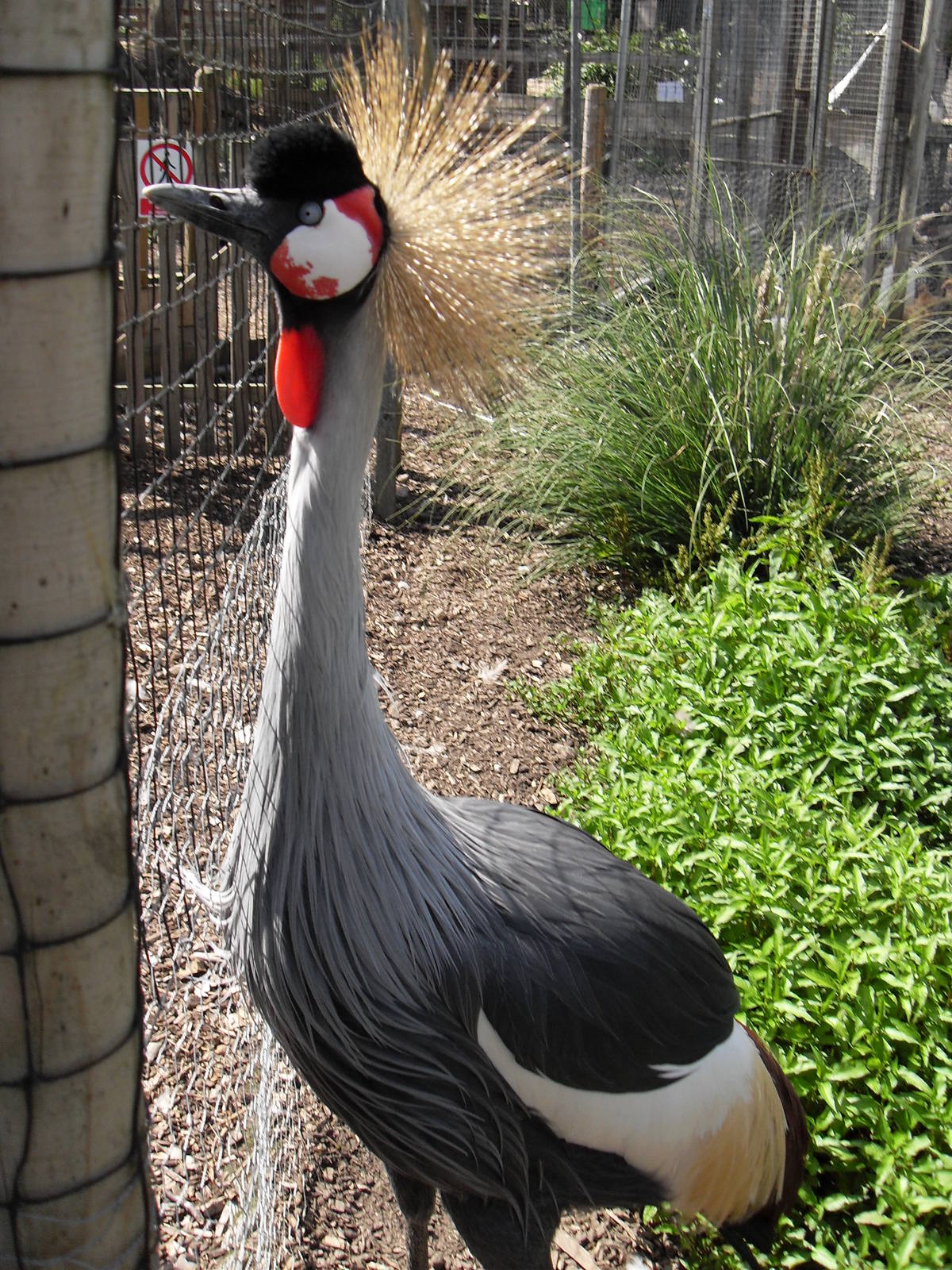 eastern grey crowned crane 3 07/10