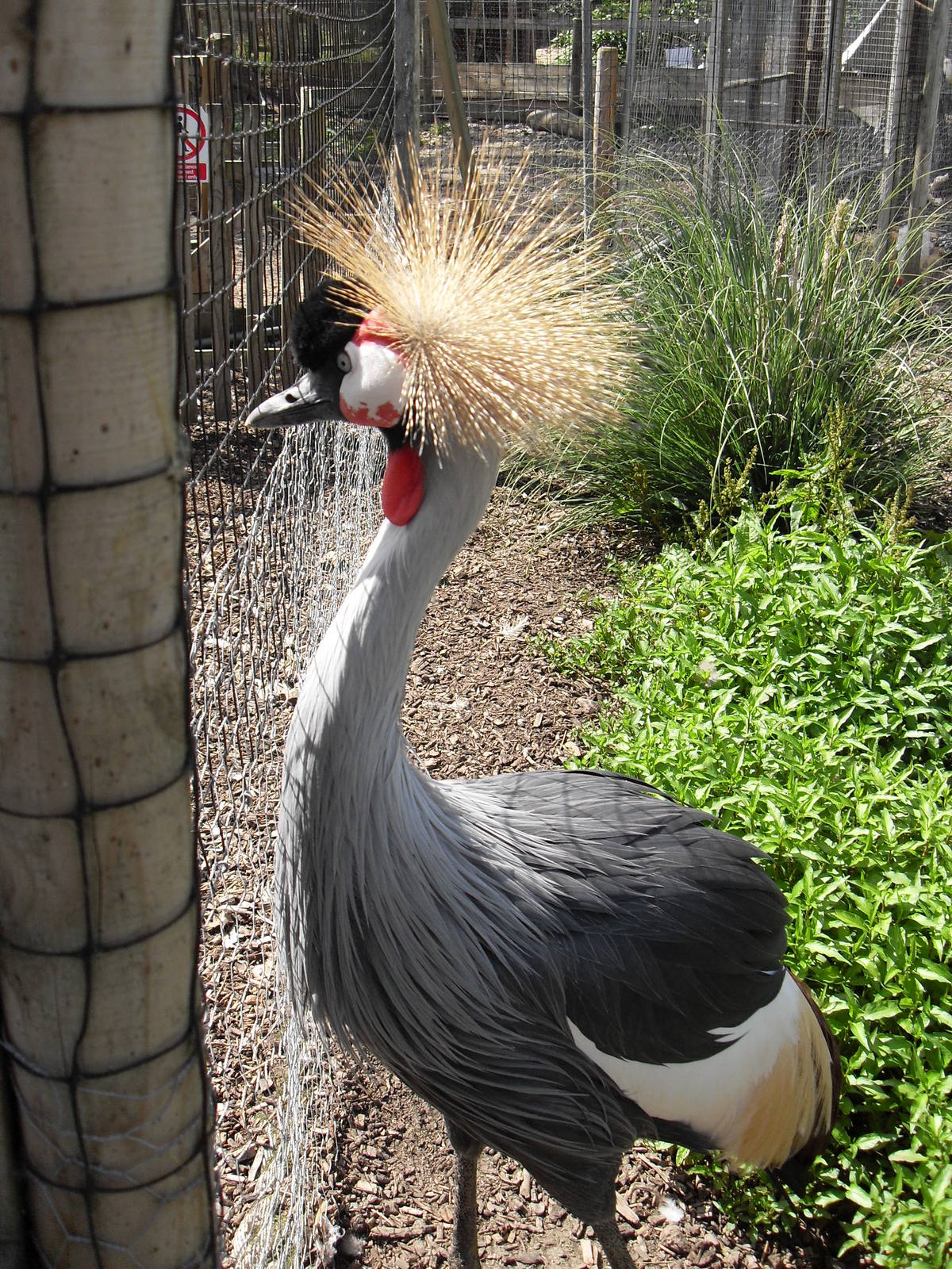 eastern grey crowned crane 4 07/10