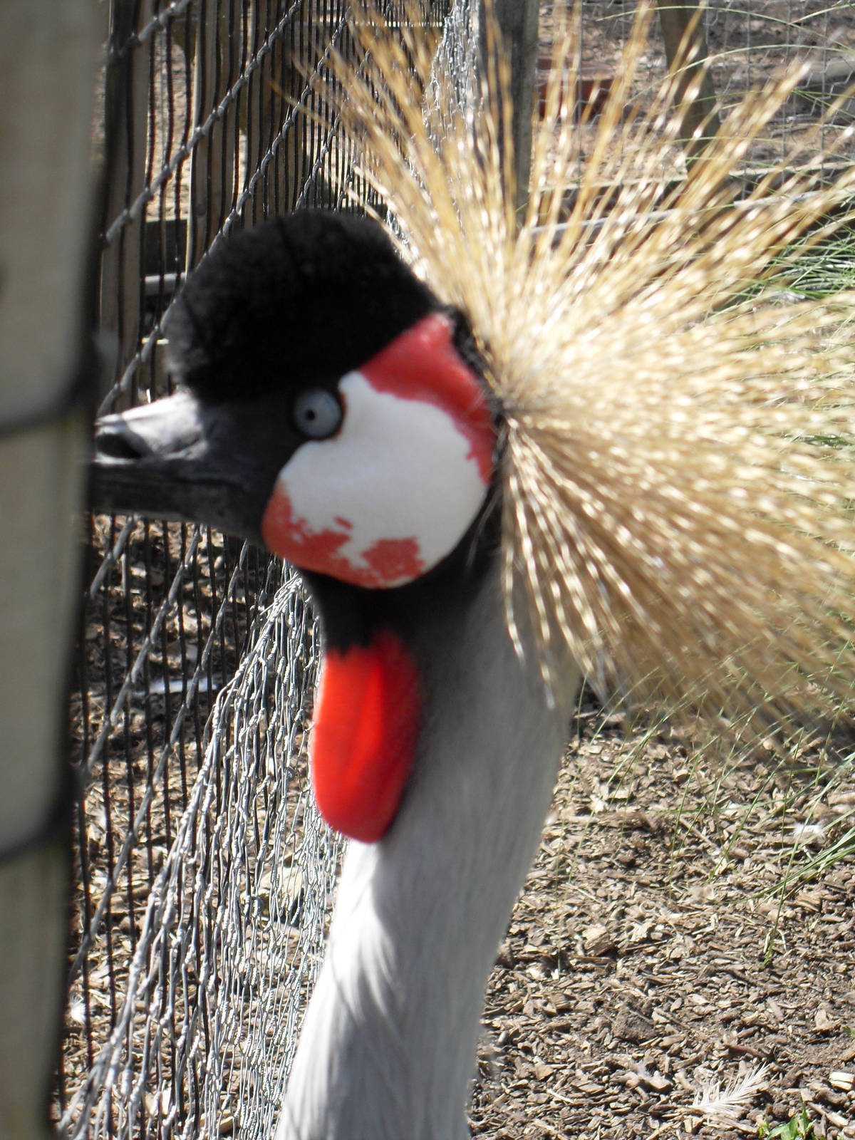 eastern grey crowned crane 5 07/10