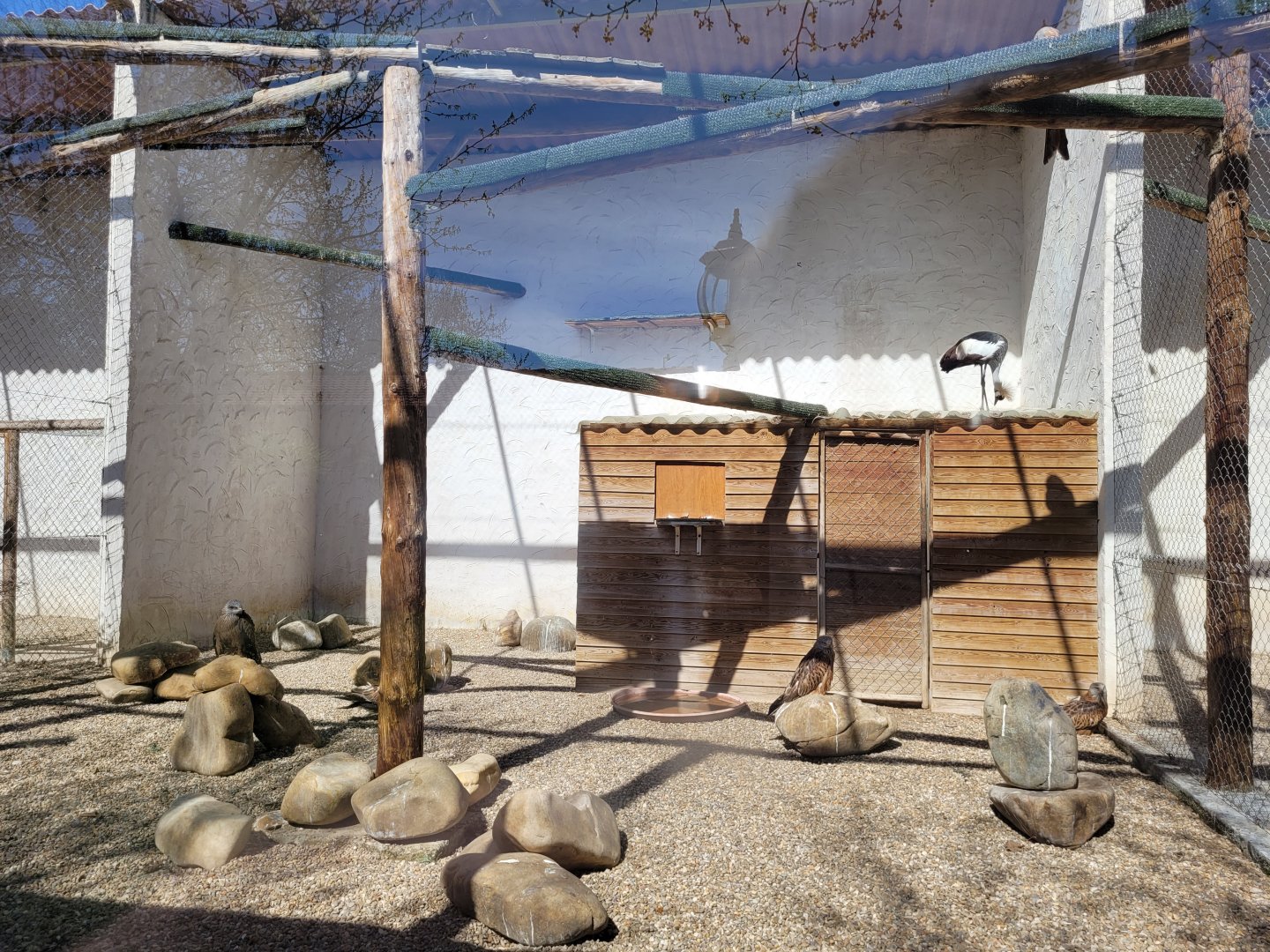 Eastern grey-crowned crane and Red kite exhibit -Tierra Rapaz (2024)