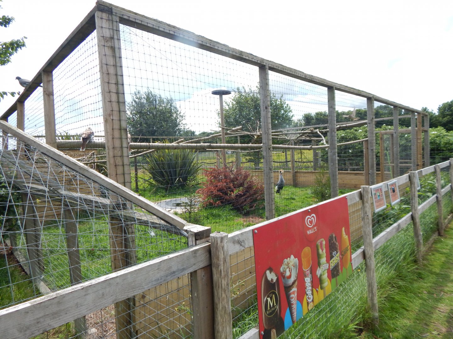 Eastern grey crowned crane aviary 060625