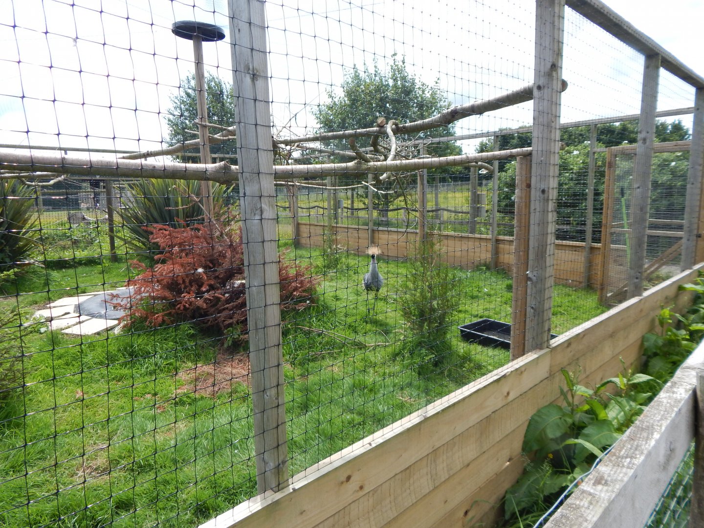 Eastern grey crowned crane aviary 060625