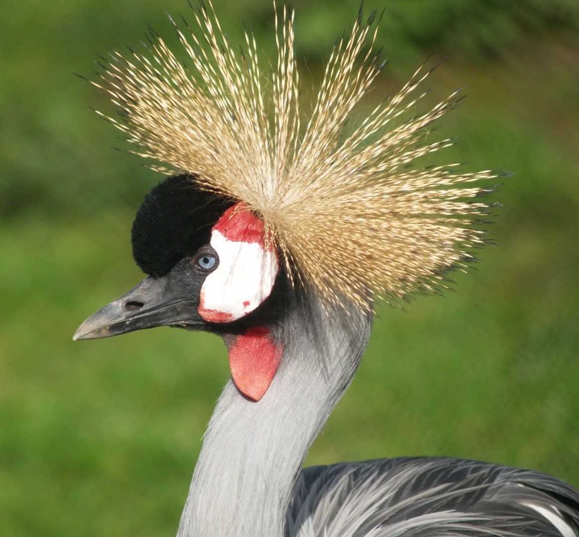 Eastern grey crowned crane (Balearica regulorum gibbericeps), 2008-03-31