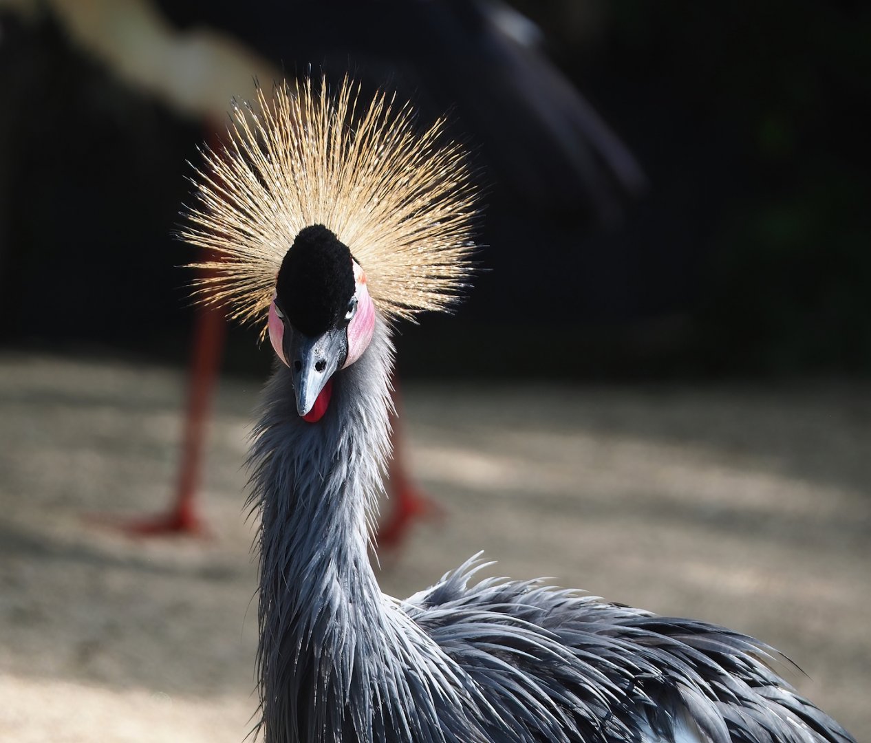 Eastern grey-crowned crane (Balearica regulorum gibbericeps), 2023-05-16