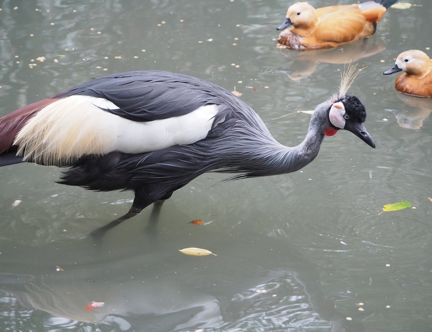 Eastern grey crowned crane (Balearica regulorum gibbericeps), 2023-10-13