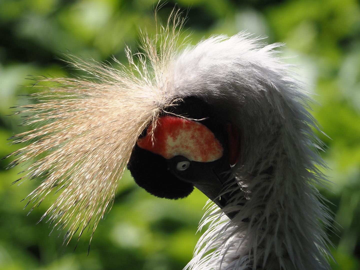 Eastern grey crowned crane (Balearica regulorum gibbericeps), 2024-05-23