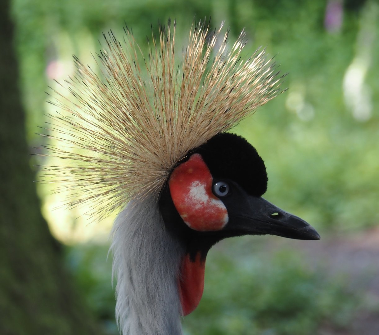 Eastern grey crowned crane (Balearica regulorum gibbericeps), 2024-05-23
