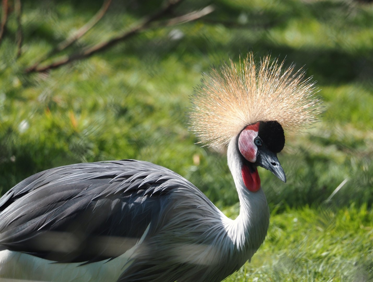 Eastern grey crowned crane (Balearica regulorum gibbericeps), 2025-04-12