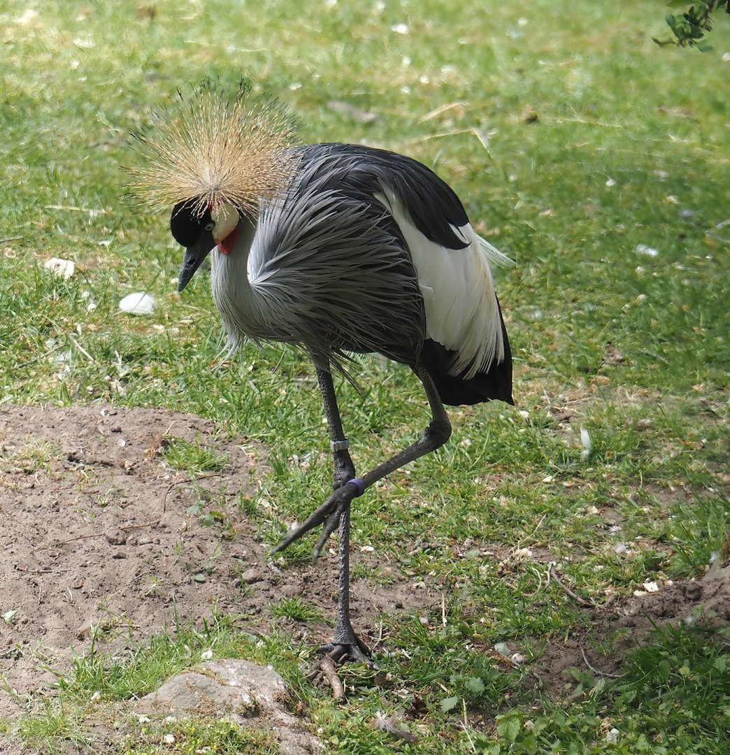 Eastern grey crowned crane (Balearica regulorum gibbericeps), 2025-05-22