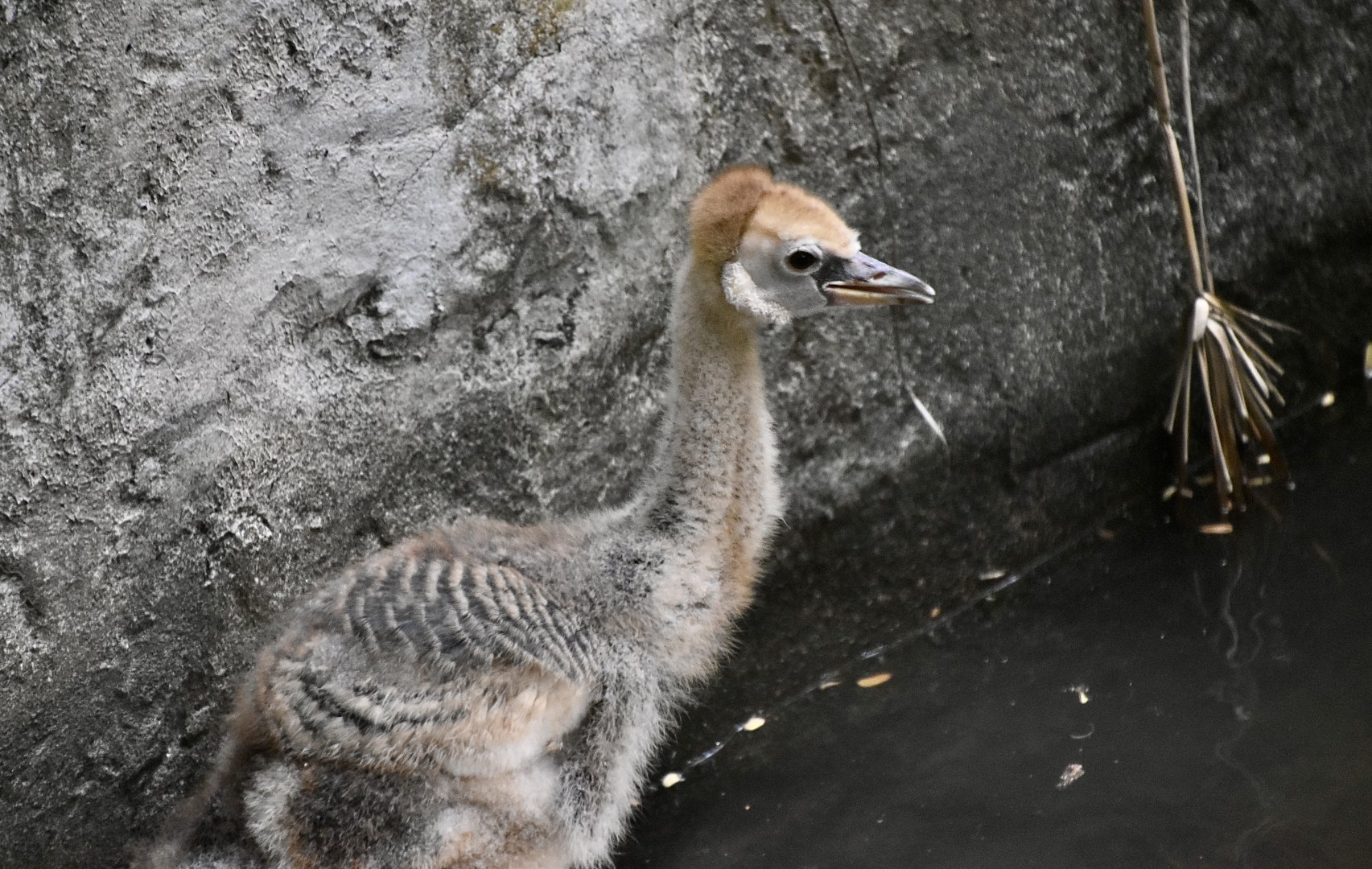 Eastern Grey Crowned Crane (Balearica regulorum gibbericeps) chick
