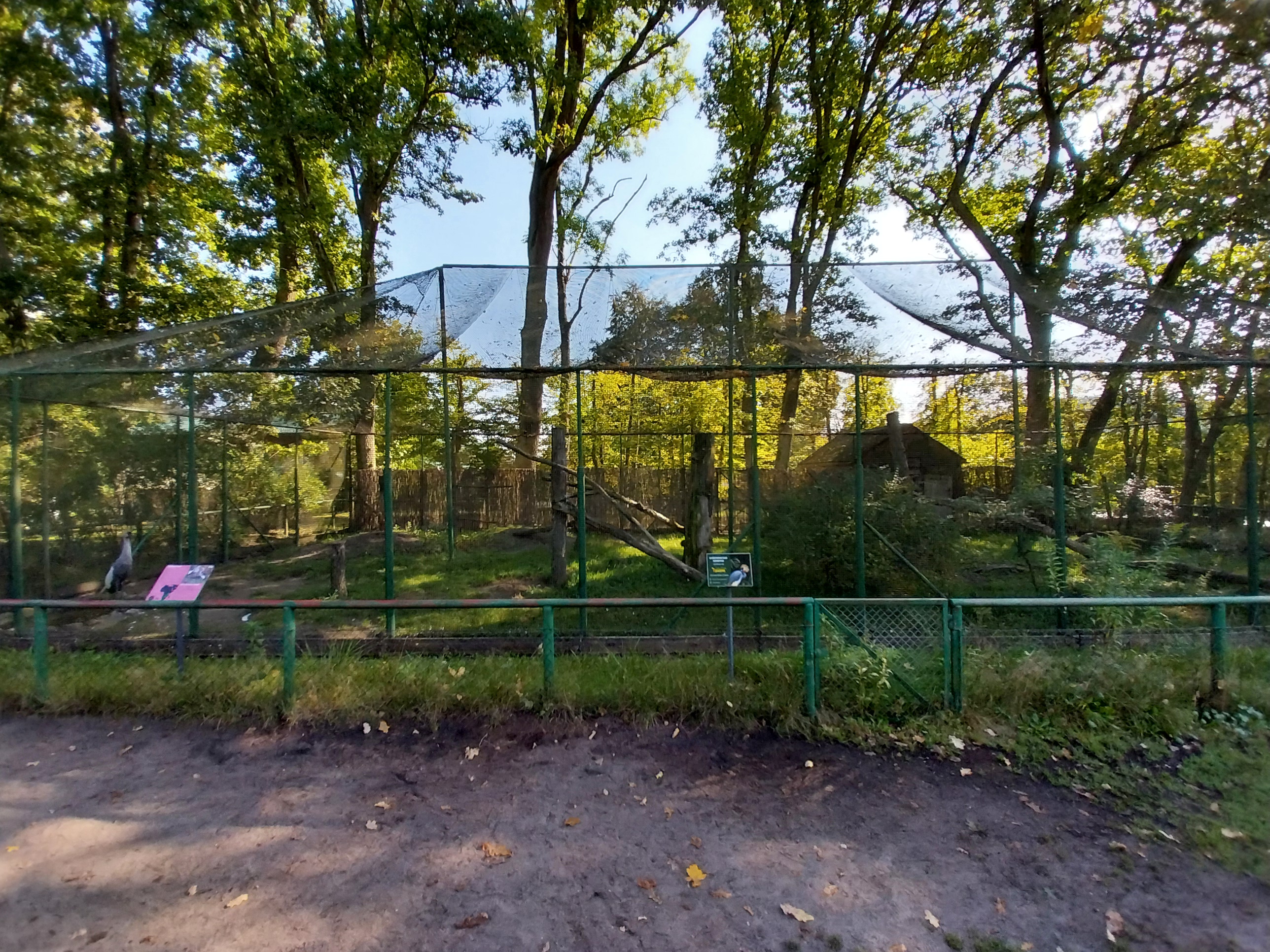 Eastern Grey Crowned Crane (Balearica regulorum gibbericeps)